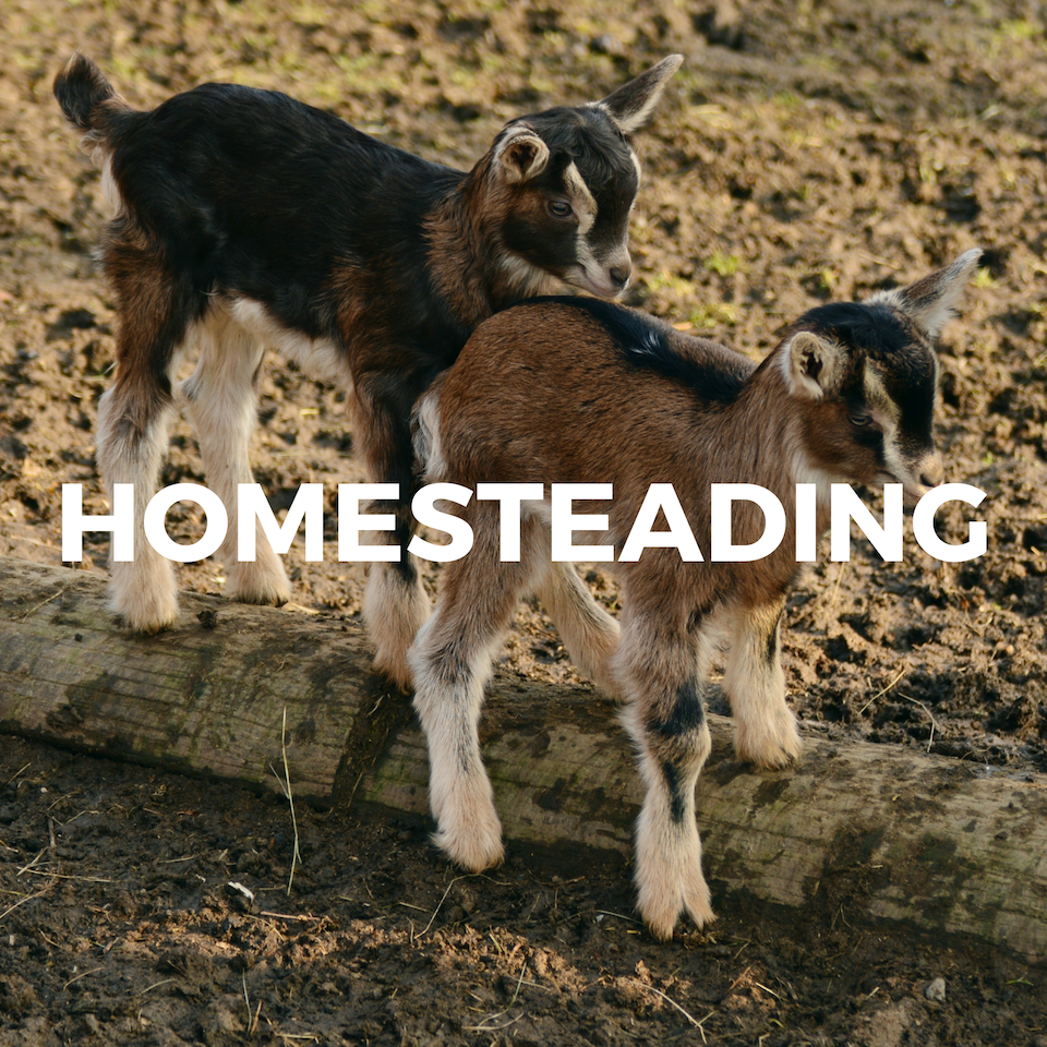hazel green farms homesteading chicken goat horse eggs farmstead