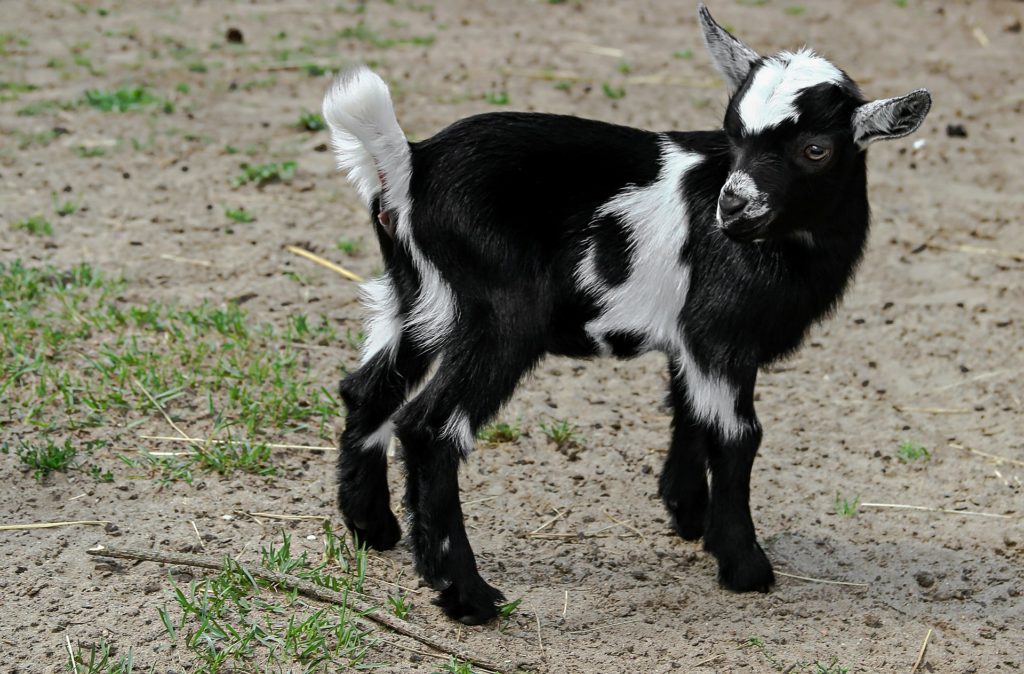 https://hazelgreenfarms.com/wp-content/uploads/2019/03/goat-4085685_1920-1024x674.jpg