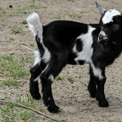 hazel green farms goat milk soap kidding season