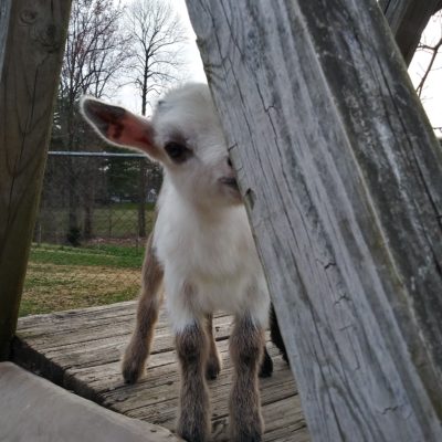 hazel green farms goat milk soap