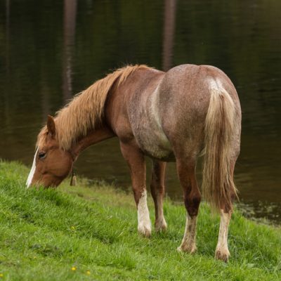 How to Have a Long, Lovely Tail on Your Horse