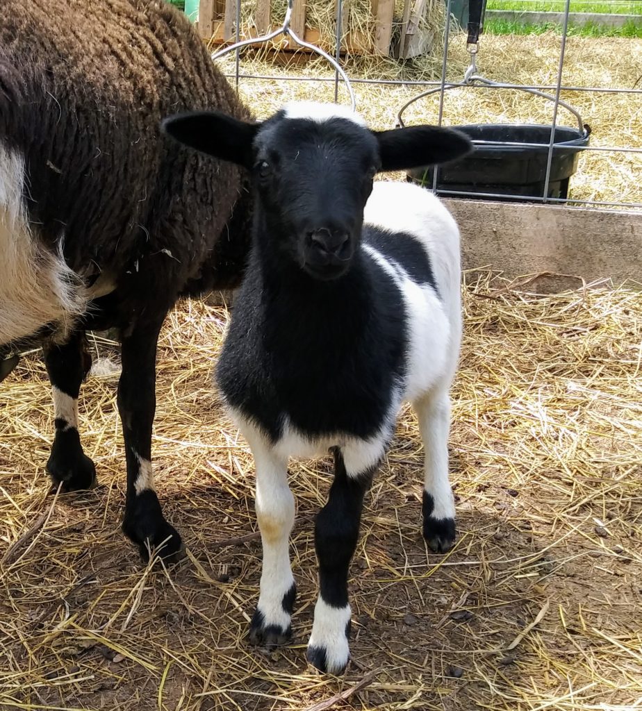 hazel green farms goat milk soap