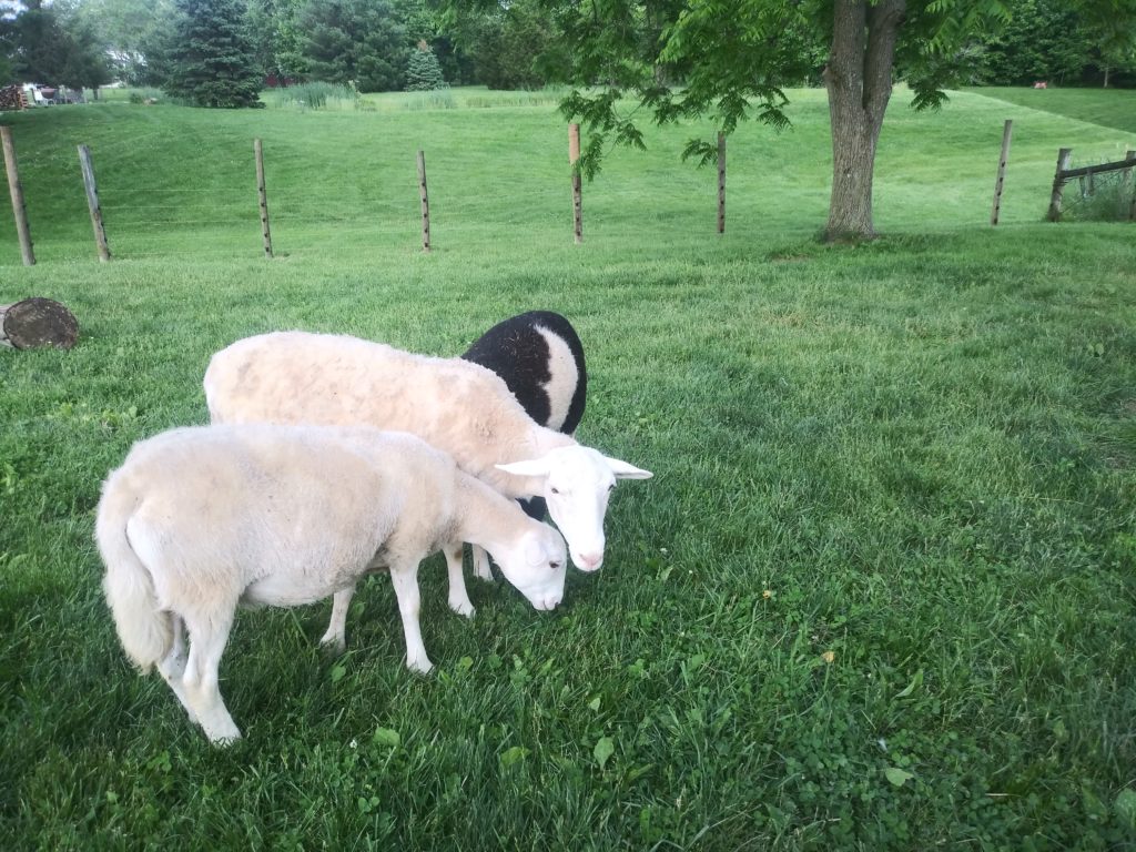 hazel green farms goat milk soap