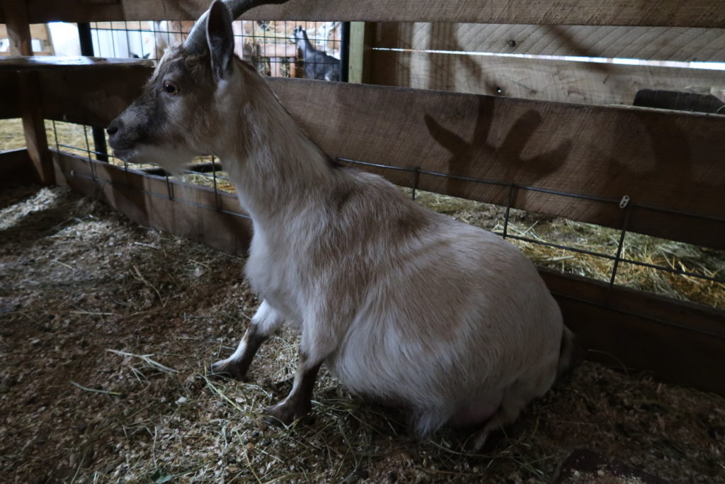 hazel green farms goat milk soap