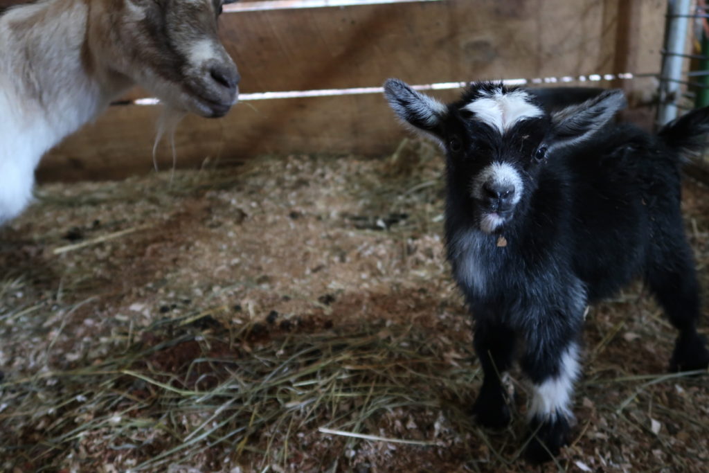 hazel green farms goat milk soap