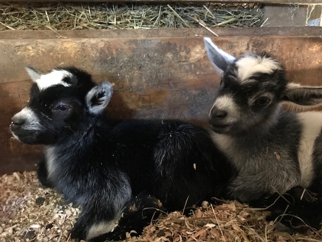 hazel green farms goat milk soap